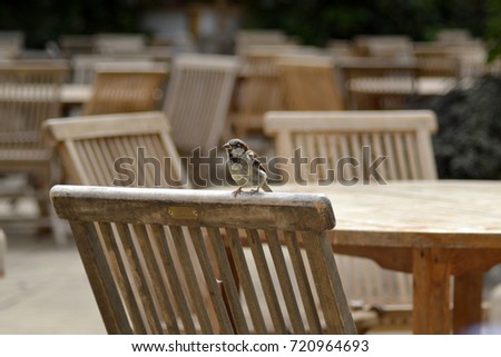 Picture of a little bird perching on a chair in a restaurant 
