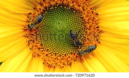 honeybees in a sunflower