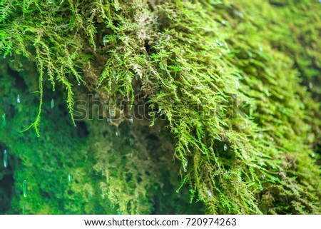 Small waterfall in mountain forest. Raindrops are falling from green, mossy rocks. Beautiful nature in early autumn. Fresh mountain air. Time to quench thirst