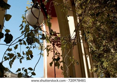 street lamp in the branches