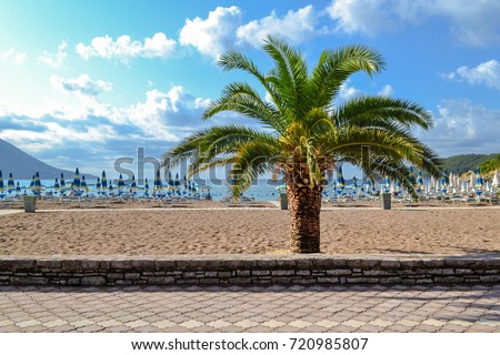 Palm tree on the background of the beach Montenegro. The Budva Riviera. Becici. Royalty-Free Stock Photo #720985807