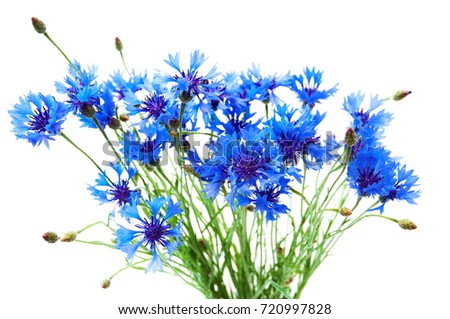 blue cornflowers bouquet, summer flowers on white background, floral background, beautiful small cornflowers close up