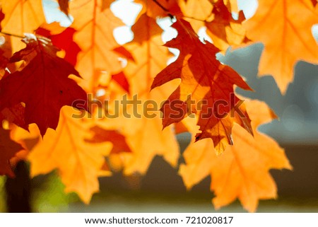 Autumn orange maple leaves in blurred background. Sunny autumn day in the park. Closeup processed filtered image with film grain