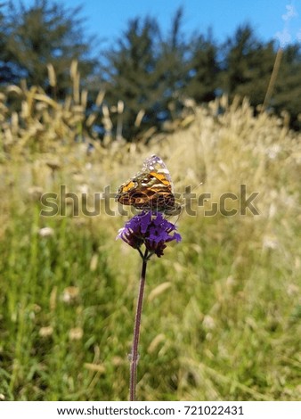 butterfly on purple flower 