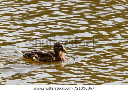 Wild duck in the lake on a sunny autumn day