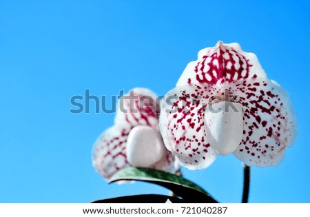  Lady slipper orchid, Paphiopedilum