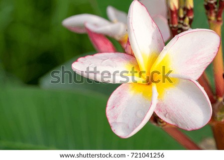 Plumeria flower pink and white frangipani tropical flower.