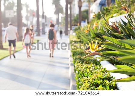Promenade in santa monica, california, bird of paradise tropical flower blurred people walking away