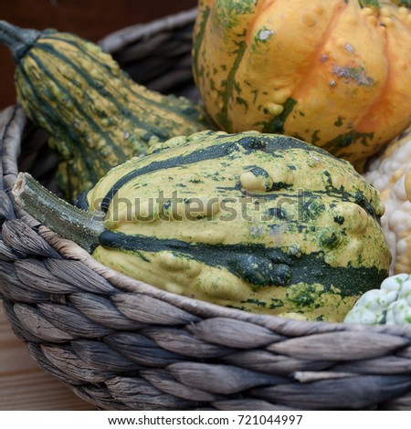 A harvest of unusual mature pumpkins folded, laid in a basket