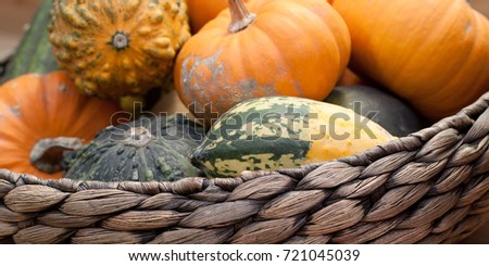 a harvest of beautiful mature pumpkins folded, laid in a basket