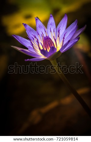 Beautiful purple lotus bloom