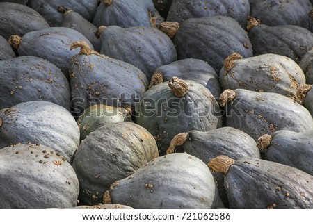 Blue Hubbard Squashes (also called New England Blue Hubbard). The picture was taken on a farmer's market in Beelitz, Germany