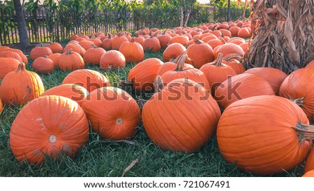 Pumpkins in a field on sunny day.