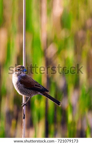 Cute little bird on dry branch. Lake habitat background.
