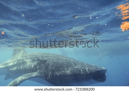 Whale shark feeding in deep water. Snorkeling with marine life in the Caribbean sea.