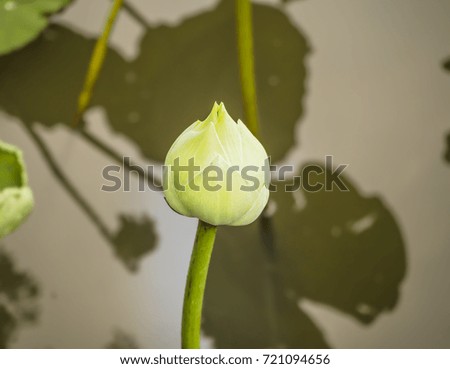 Lotus flower bud in pond.