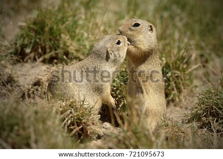 The European ground squirrel (Spermophilus citellus), also known as the European souslik, is a species from the squirrel family, Sciuridae.