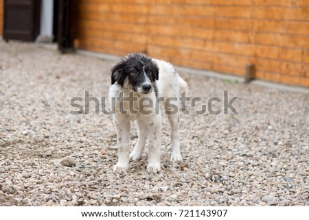A small puppy growing up to be a horse herding dog at a stable