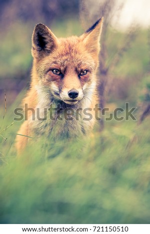 Full size photo of a wild red fox siting in the grass