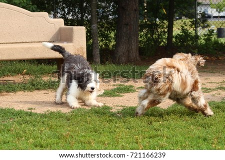 Labradoodle and Sheepdog Puppies Playing
