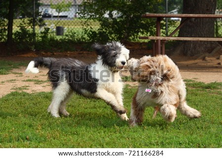 Labradoodle and Sheepdog Puppies Playing