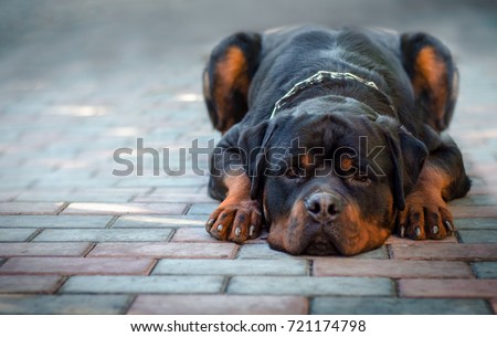 sad dog breed Rottweiler lies Royalty-Free Stock Photo #721174798