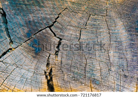 Slice of old wood with abrasions. Abstract texture or background