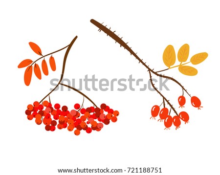 Autumnal berries isolated on a white background. Vector illustration