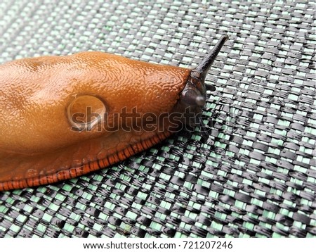 on this picture we can see the hole that bring air inside the slug, thanks to this hole they can breath.