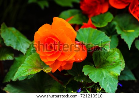 Flowering orange Begonia closely. Blossoming Begonia macro with blurred background for prints, posters, design, covers, wallpapers, interior, cards. Nice garden flower. Spring and summer plants. 