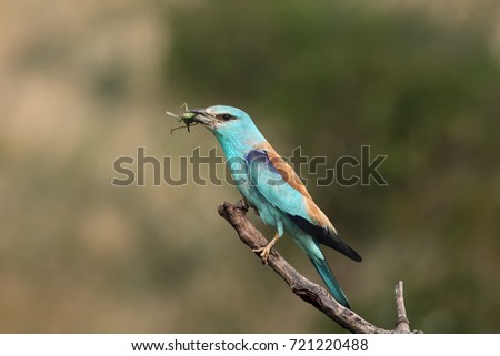 The European roller (Coracias garrulus) is sitting on the branch with grasshopper in the beak in last evening light.