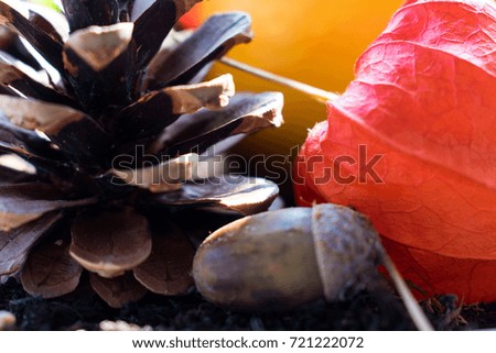 Close up of an autumn composition with a yellow pumpkin, an acorn, red autumn flower and a cone 