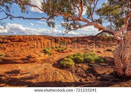 Beautiful ghost gum tree and tufts of spinifex grass in Kings Canyon, Northern Territory, Australia