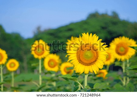 a selective focus picture of seed or corolla disk of organic sunflower in agriculture field
