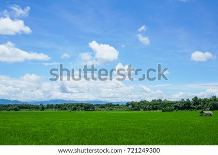 Rice Field With Blue Sky and Some tree