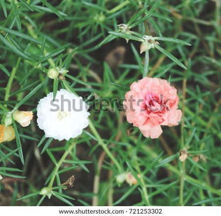 White and Pink Flower on grass background
