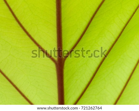 The Stem Leaf Pattern Red Green Leaf