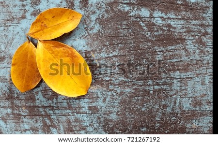yellow leave on blue wood