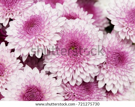 Beautiful pink chrysanthemums as background picture. Chrysanthemum wallpaper, chrysanthemums in autumn. Macro with extremely shallow dof.
