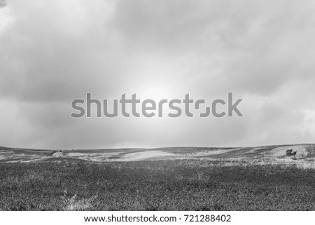 Flowering fields on the hills of Sicily at sunrise. Black and white picture