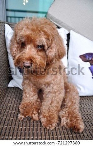 A brown Poodle dog sitting on wooden sofa and doing any face to camera.