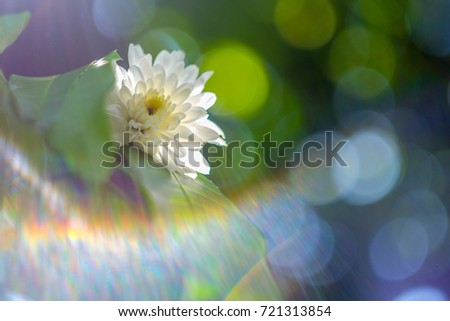 white Daisie with green bokeh and sun light
