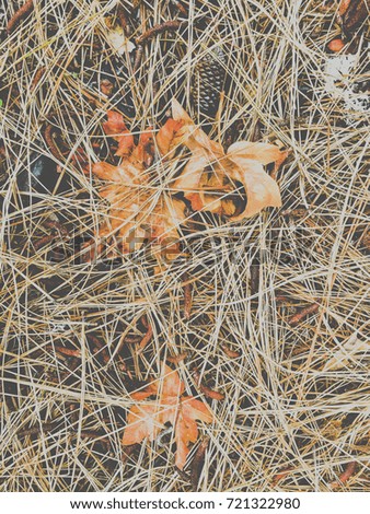 Fallen dry pine needles on a fall day in the Pacific Northwest, in a vintage faded look