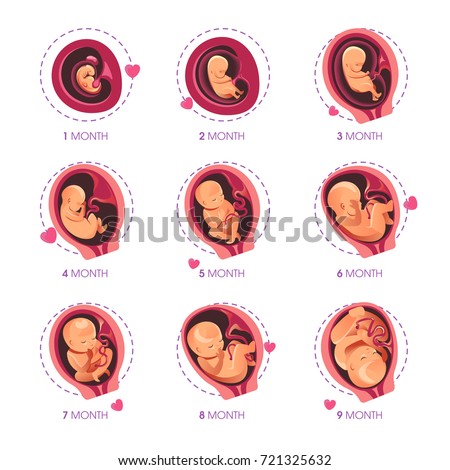 Embryo month stage growth pregnancy fetal development vector flat infographic icons Royalty-Free Stock Photo #721325632