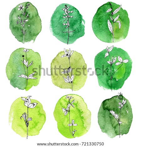 Vector drawing wild plants, herbs and flowers at watercolor background, botanical illustration in vintage style, floral isolated elements