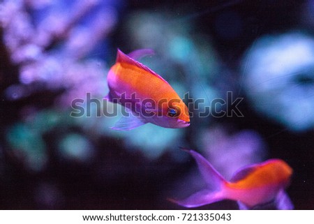 Pink Bicolor anthias fish Pseudanthias bicolor swims over a coral reef in the ocean.