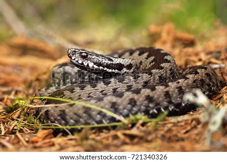 european common crossed viper standing on forest ground ( Vipera berus ) Royalty-Free Stock Photo #721340326