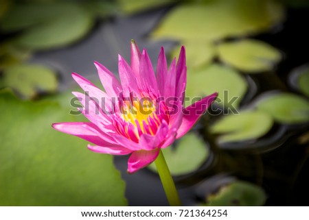 Close up lotus flower.flower picture of beautiful purple lotus on the pond.