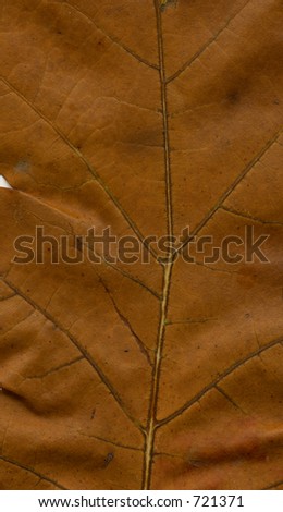 Oak Leaf Texture
