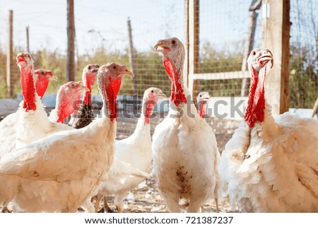 Turkey-cocks on a traditional poultry farm.